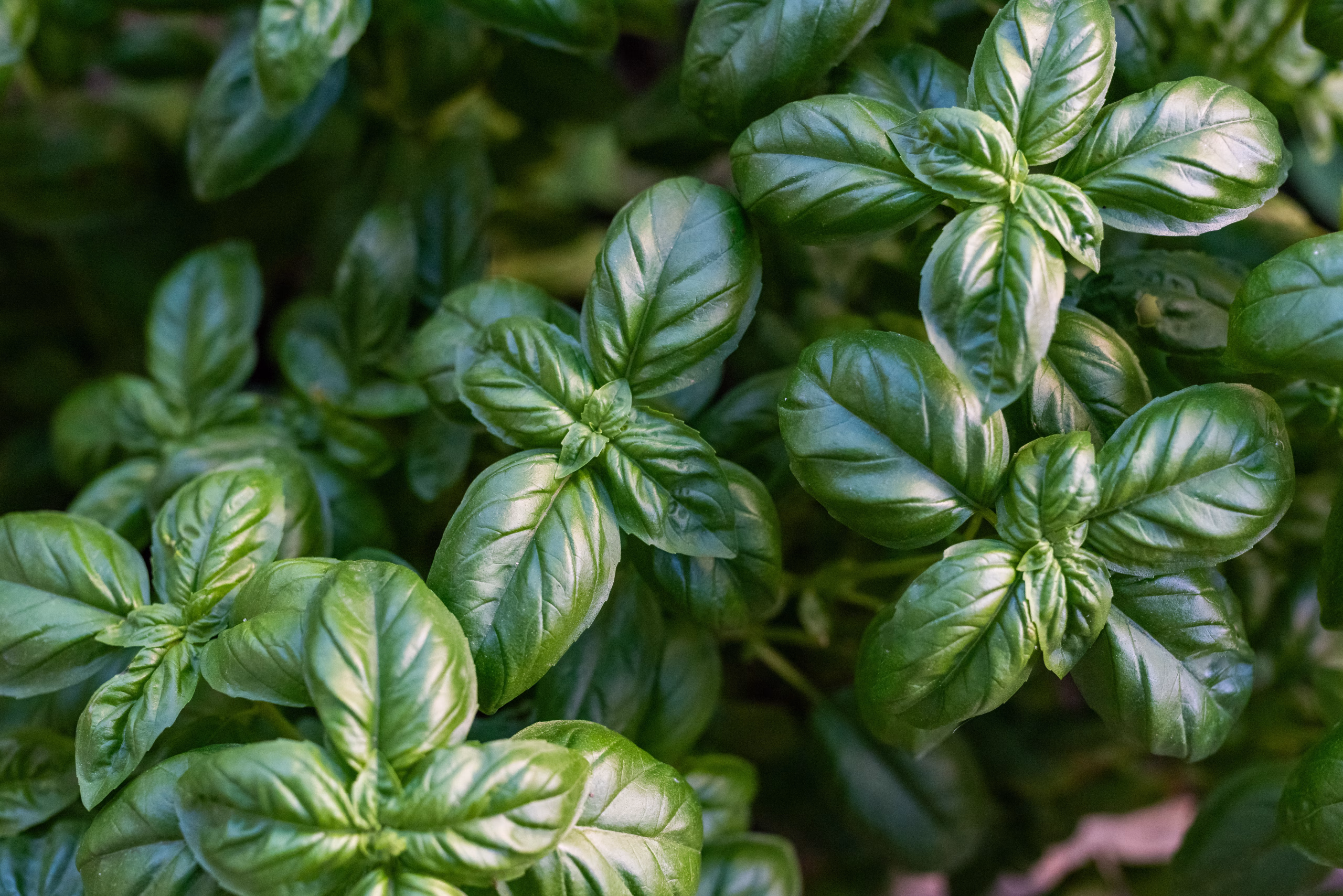 Eco-friendly, wool-safe products